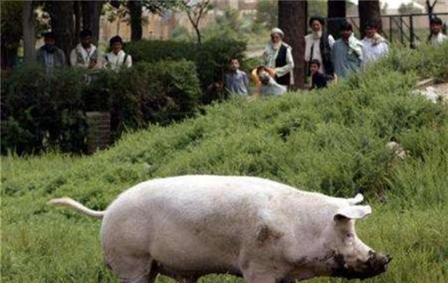 18年前，中國送給阿富汗的那隻豬，如今成為國寶每天被圍觀-圖3