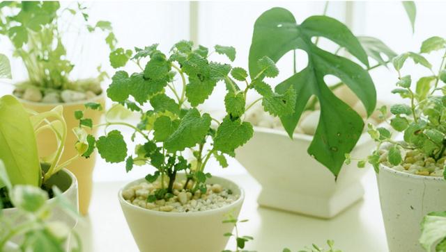 旧爱|九月开始,事业平步青云,好事接踵而至,出门早遇贵人的4个生肖