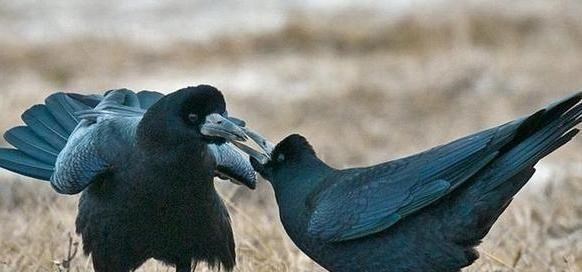 后代|动物老了之后,它们的子女会照顾它们吗?为什么?