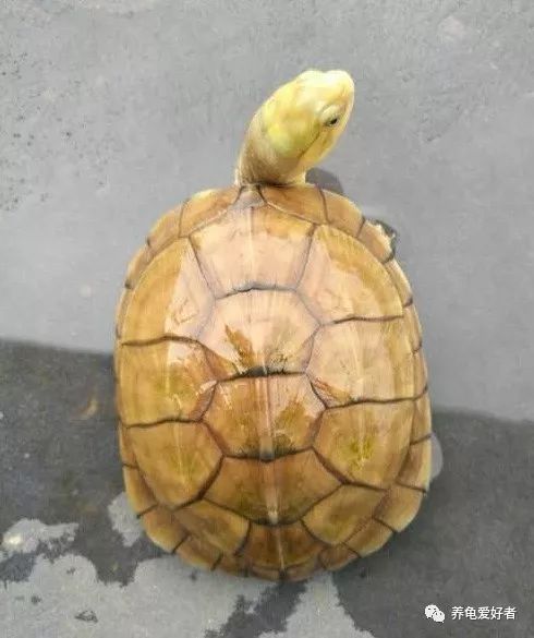 淡定坚定自己的养龟之路！