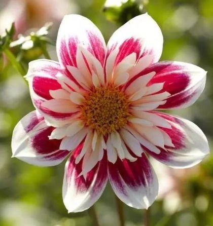 生肖|10月“日子红火”腾腾起，发财发福又发家！喜鹊叫，好事到的生肖！