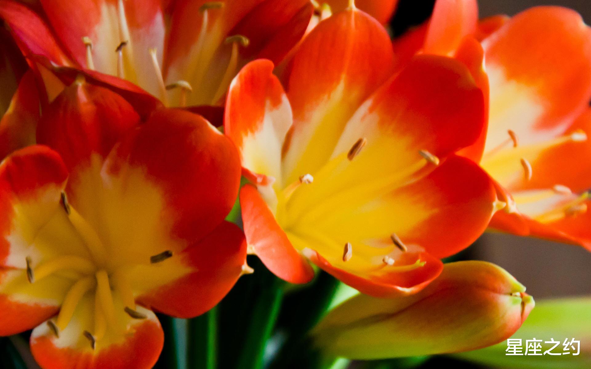 白羊座|在10月下旬，青鸟相思，喜逢佳缘，心花怒放的三大星座