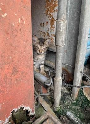 戏精猫咪讨厌剪指甲，每次想用自己的表情，希望能让主人放过它