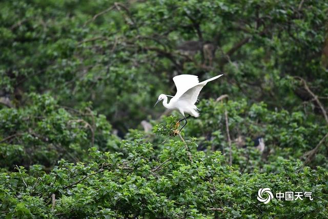冰雹：广西来宾象州：古德湿地鹭鸟栖息
