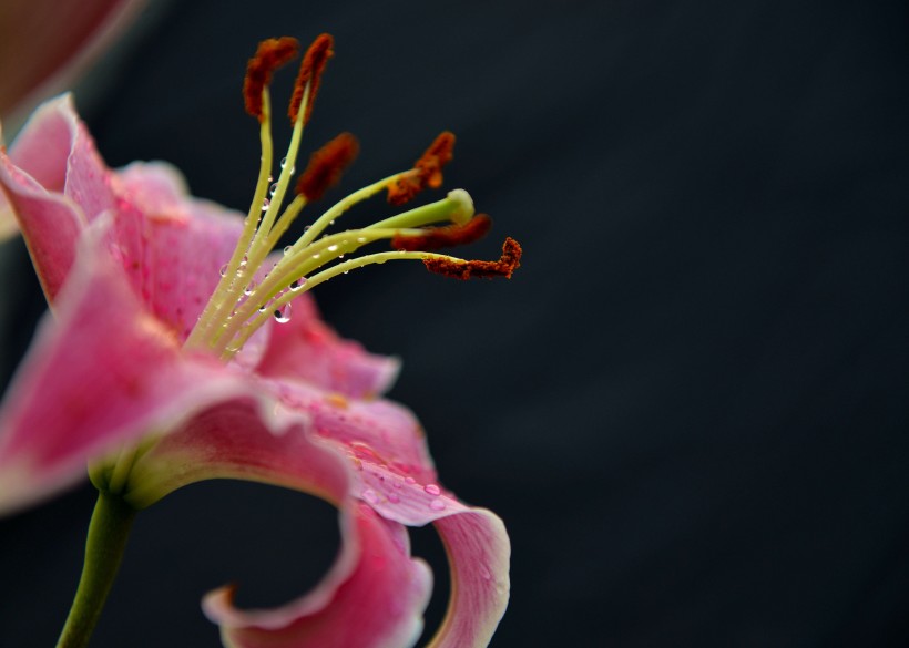 生肖@7月初，桃花满目，姻缘来袭，4生肖余生与旧爱携手，共结连理