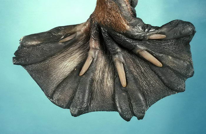 |19张近景特写,记录不同的动物,这也许是我们从见过的另一方面。