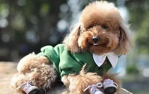 这样训练狗狗穿鞋，连哈士奇都能乖乖听话！