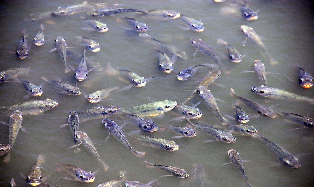 比龙|被误解最深的鱼！一斤3元没人买，其实它比鲫鱼营养，比龙利鱼香