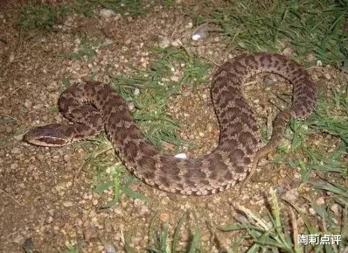 毒蛇|我国数量最多的毒蛇，体型虽小却很致命，它就是人称“草上飞”