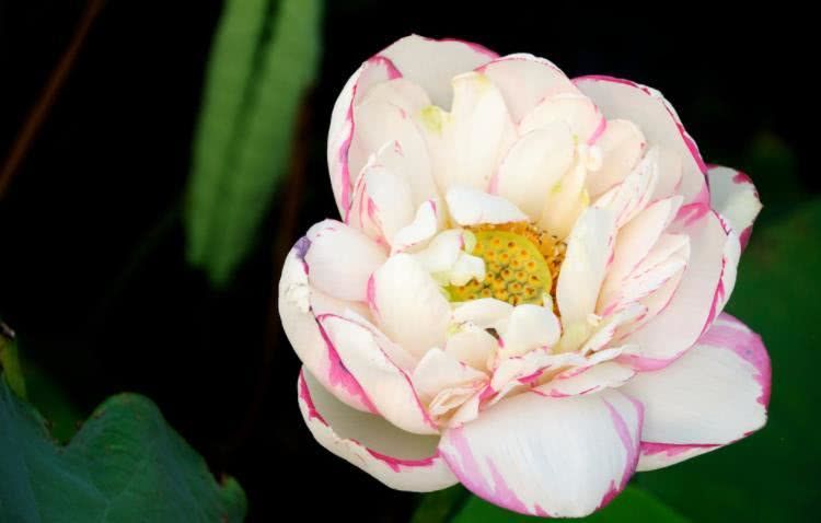 生肖|8月中旬开始财运大红大紫,事业爱情丰收,家业兴隆的四大生肖