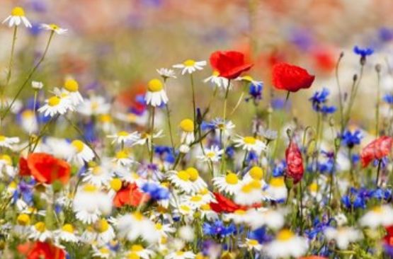 运势|8月底，运势大红大紫，4属相好运不断，喜事连连，财运滚滚