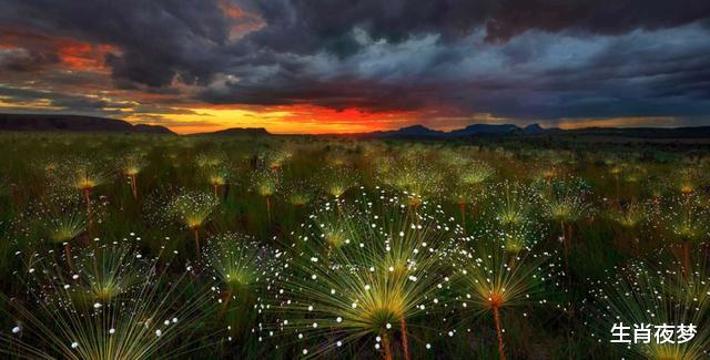 旧爱|8月，新欢旧爱找上门，桃花绽放，3生肖思念滚烫，期待爱情降临