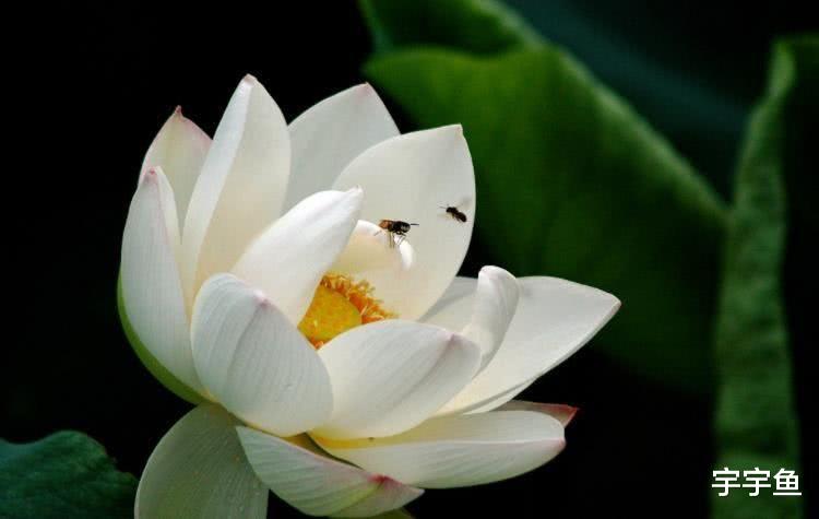 生肖|9月开始“狗屎运”不停,成为大财主,日子不愁钱的四大生肖