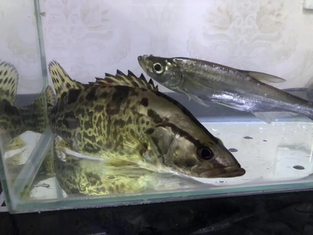 |一位职业钓手告诉你如何成为月薪过万，工作就是钓鱼的职业钓手？