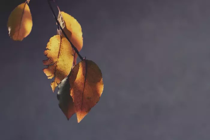 白羊座：在生活中做人最真实，很讨厌虚伪的四个星座