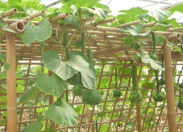 食材|“强迫症”大妈把自家菜园弄成这样，园艺师称赞道：高手在民间！