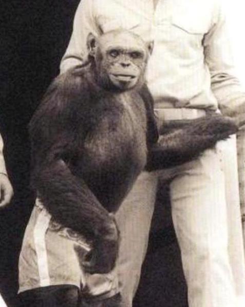 烟酰胺|2019年美国发现一只变异的黑猩猩，拥有人类手指，它后来怎样了？