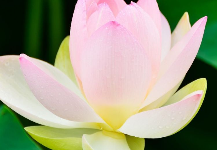 巨蟹座|十月中旬开始,得财神爷青睐,财运旺不停,家财万贯的生肖