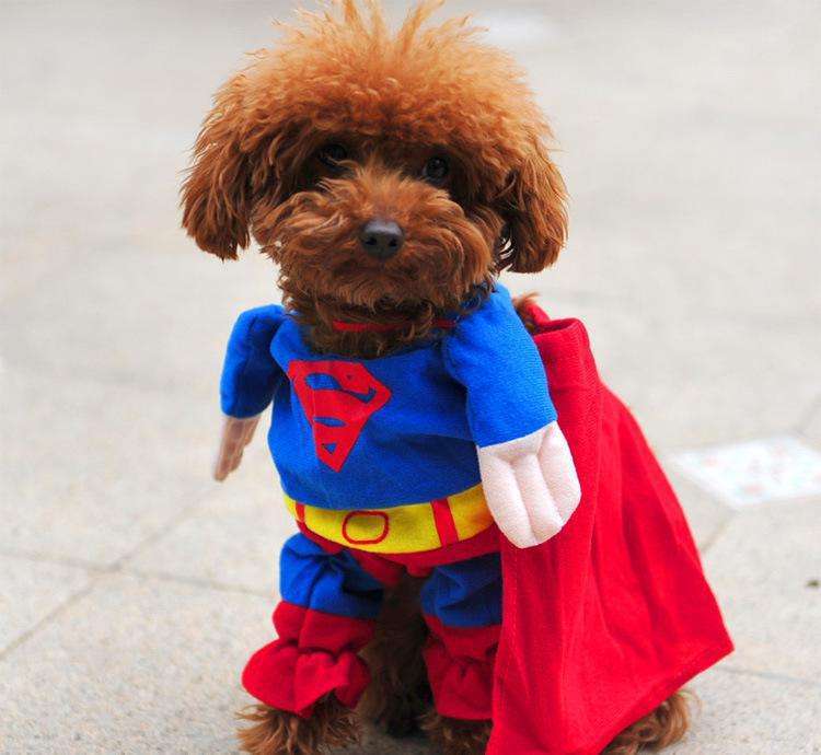 宠主偏要与狗穿父子装，雨天带它散步，狗狗：做错了吗