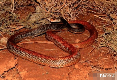 探测器|毒性排名世界前五的毒蛇，国内只有一种蛇类上榜