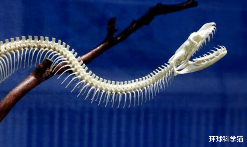 女娲|蛇的天敌有哪些,最长的蛇寿命有多长?