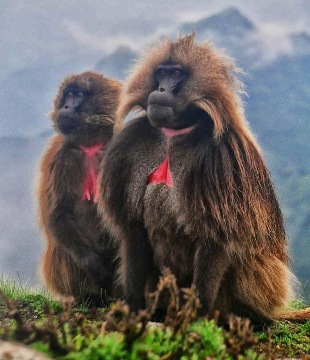 狒狒|当一只雄性狒狒加入团体，雌狒狒胸部立即发育：我已经准备好了！