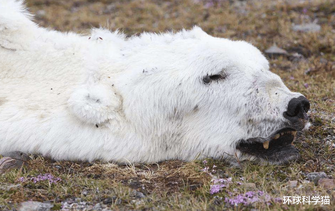 甲烷|北极现38度高温！大规模甲烷释放中，地球会变成金星一样的火球？
