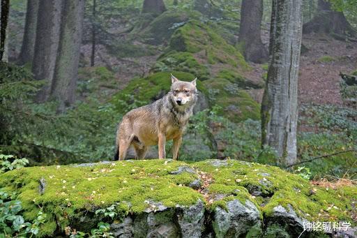 核辐射@从切尔诺贝利逃出了一只“变异狼”,它会对世界产生什么样威胁?