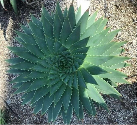 蜘蛛|涨姿势了，26张图告诉你世界又多奇妙！