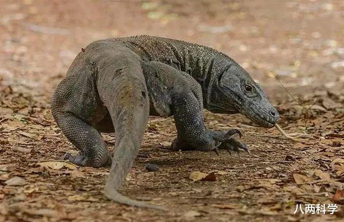 科莫多龙|科莫多龙的口水有毒？嗜血？杀人如麻？科莫多龙的神话与现实！