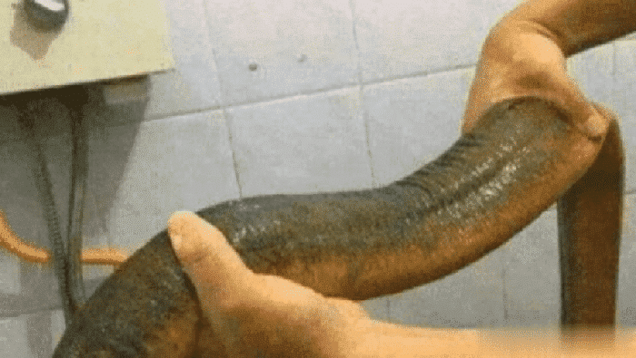 『』男子捞到2米长手臂粗黄鳝,拍照炫耀后看到好友留言,果断丢出“百米远”