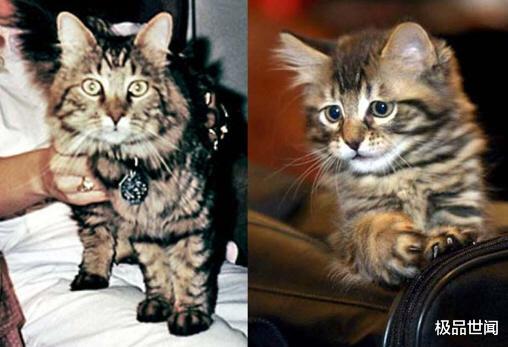 「」世界上身价最高的动物，外貌普通，价格令人咋舌