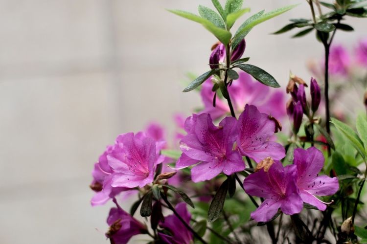 生肖|下个礼拜，月老提携，渴望桃花运，守护爱情真情相约的四大生肖！