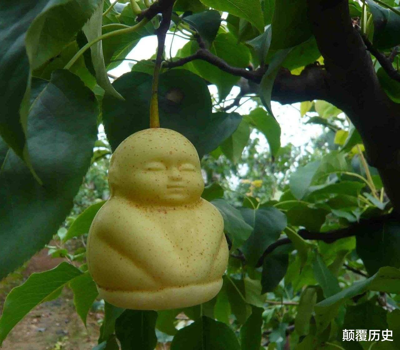 「」西游记有四大长生不老药，其中三种悟空都吃过，但却不敢吃第四种