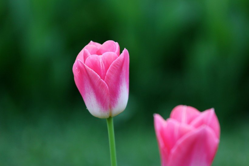 天秤座|11月16号开始运势上吉，财源广进，3生肖财神爷庇佑，财运暴升