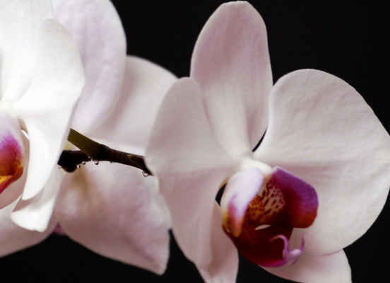 「生肖」4月下旬一到，步入人生上上吉，4属相吉星关照，一路大发横财