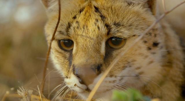 「」自然界的冷知识你知道几个?什么只能活一天?什么出生就能走路