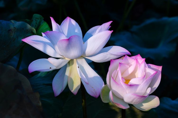 运势|9月开始运势亨通无阻，财源广进，日子衣食无忧的四大生肖