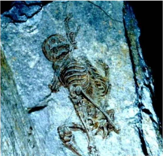 化石■南极发现6亿年前的极小人类化石, 或推翻达尔文进化论！