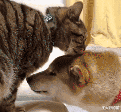 网友：“新型冠状病毒爆发，家人让我把猫扔掉，我该怎么办？”