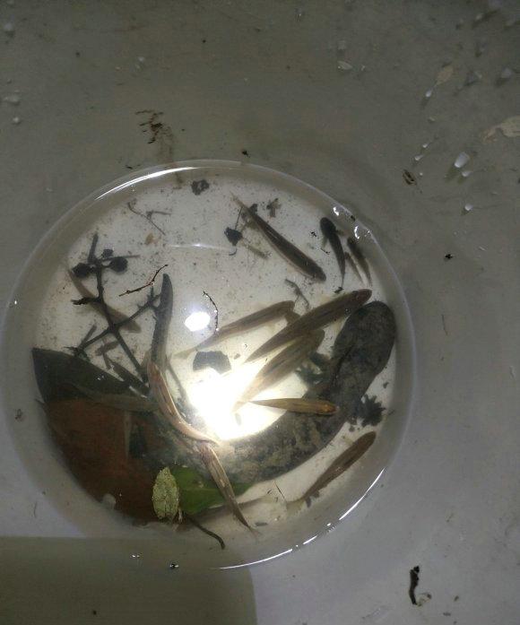 「娃娃鱼」娃娃鱼?江苏男子大河垂钓,钓起“金色四脚鱼”,网友:小恐龙