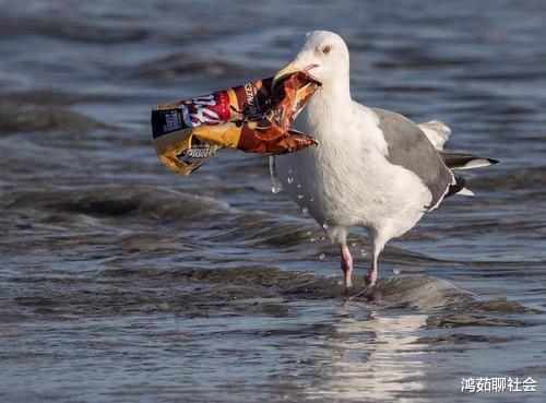 卫星|卫星拍到惊人一幕！400万吨“巨兽”正逼近中国，人类联手“打怪兽”？