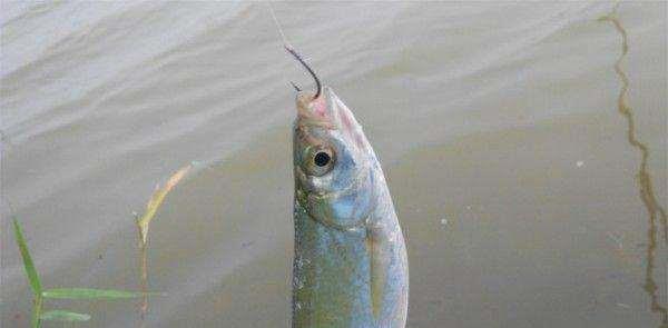 「」都知道含氧量低钓不到鱼，但是你知道为啥含氧量低吗？