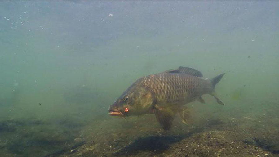 饵料|黑坑如何解决水底“酱层”问题的？我提供3种方法