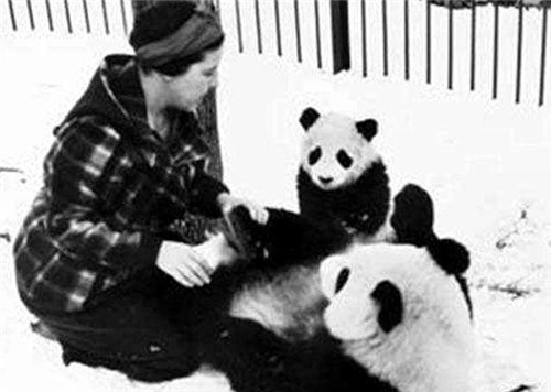 那個從中國偷走2隻大熊貓，並偷渡帶回美國的露絲，5年後懲罰來瞭-圖5