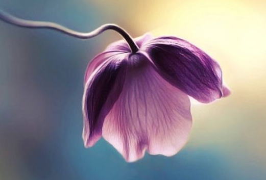 「运势」15天内势来如洪，喜纳四方钱财，事事顺利，富贵跟着走的生肖