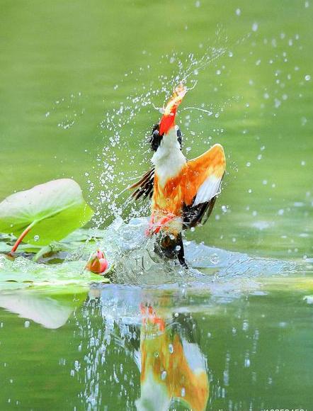 翡翠|你知道“翡翠”玉石是怎样被发现的吗？