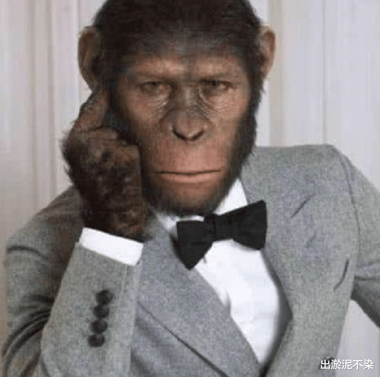 猩猩|猩猩和人类婴儿同吃同住,认定自己也是人类,它后来成了这样