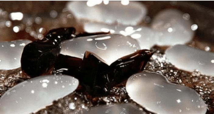 『小龙虾』继小龙虾后，这一物种入侵中国，被中国吃货痴迷，吃货：太好吃了