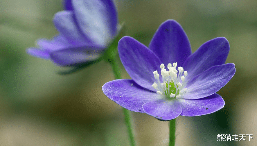 生肖|分手后，前任总想挽回，总是念念不忘的生肖女